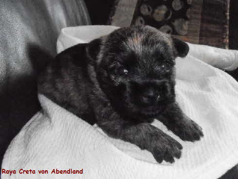 Raya Creta von Abendland