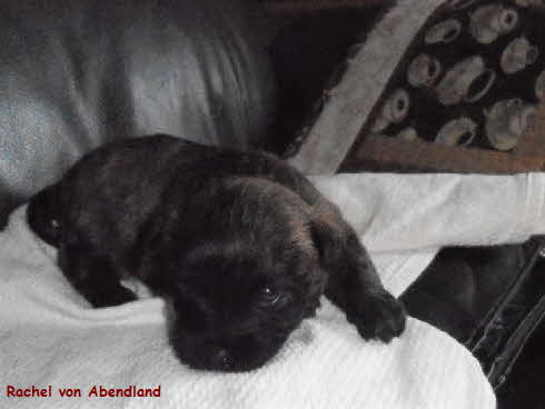 Rachel von Abendland 