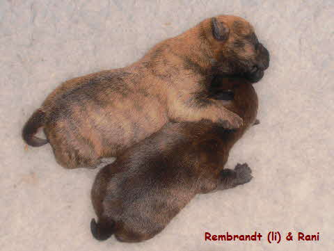 Rembrandt & Rani 