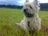 Elia 09062009244