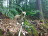 Elia 11062009245