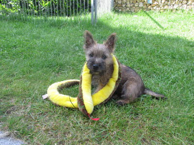 Ken Mylo von Abendland geb. 05.03.2013