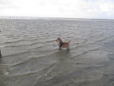 Ken Mylo von Abendland geb. 05.03.2013