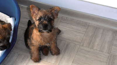 Jakira von Abendland