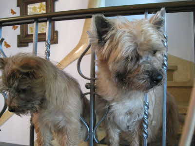 Jantra Jeannie von Abendland 