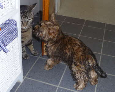 Jerry von Abendland - geb. 11.01.2010