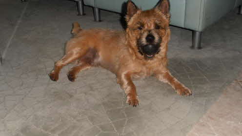 Joschi von Abendland