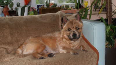 Joschi von Abendland