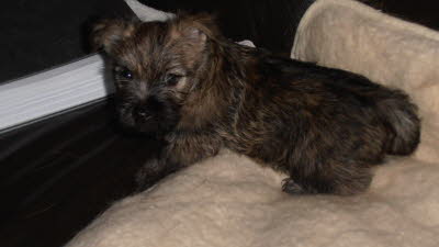 Kilroy von Abendland