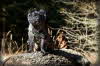 Marpi_im_Wald_1