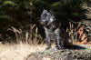 Marpi_im_Wald_2