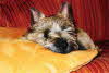 db_Celeste Hermine 2005-1